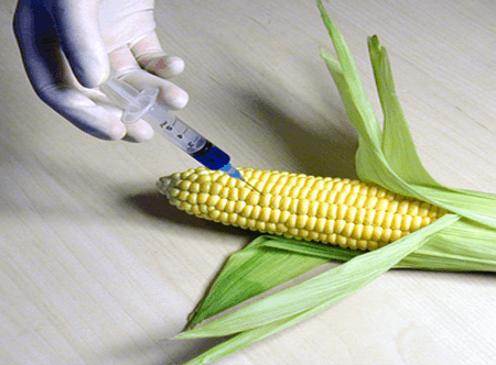 GMOs are deadly—here’s what you need to know