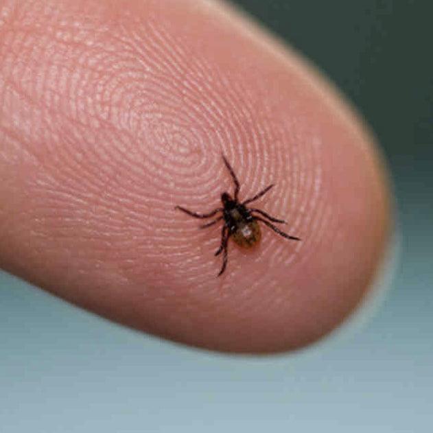 What you must know about Lyme disease