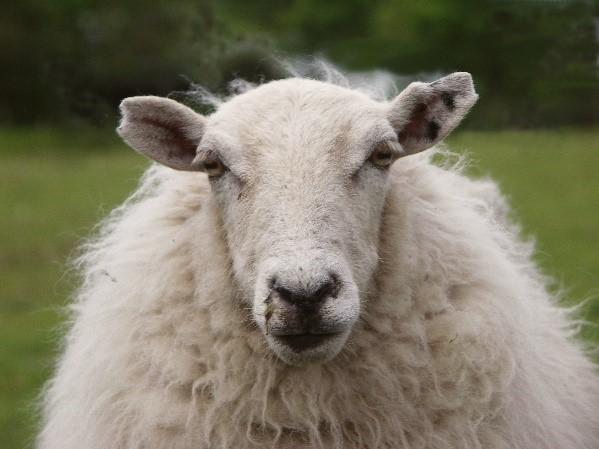 Don’t be a sheep that falls for fear-based medicine