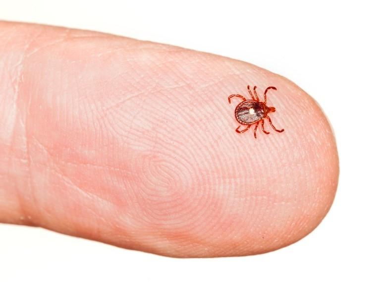 What you must know about Lyme disease