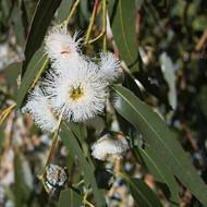 Eucalyptus Essential Oil - Holistic Blends