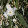 Image of Eucalyptus Essential Oil - Holistic Blends